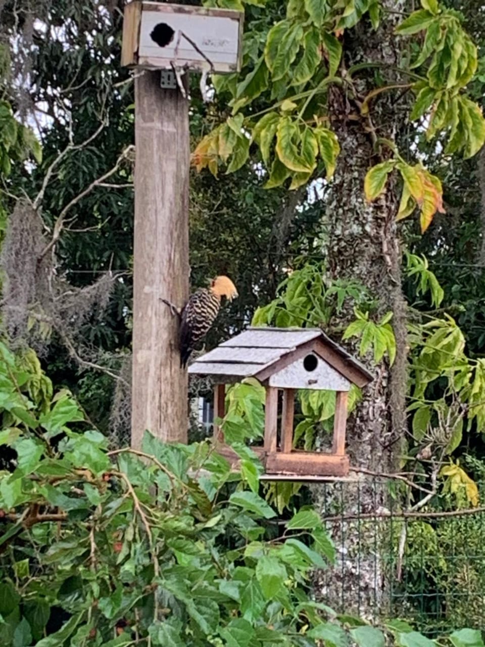 Chales dos Ipês Chalet in Florianopolis