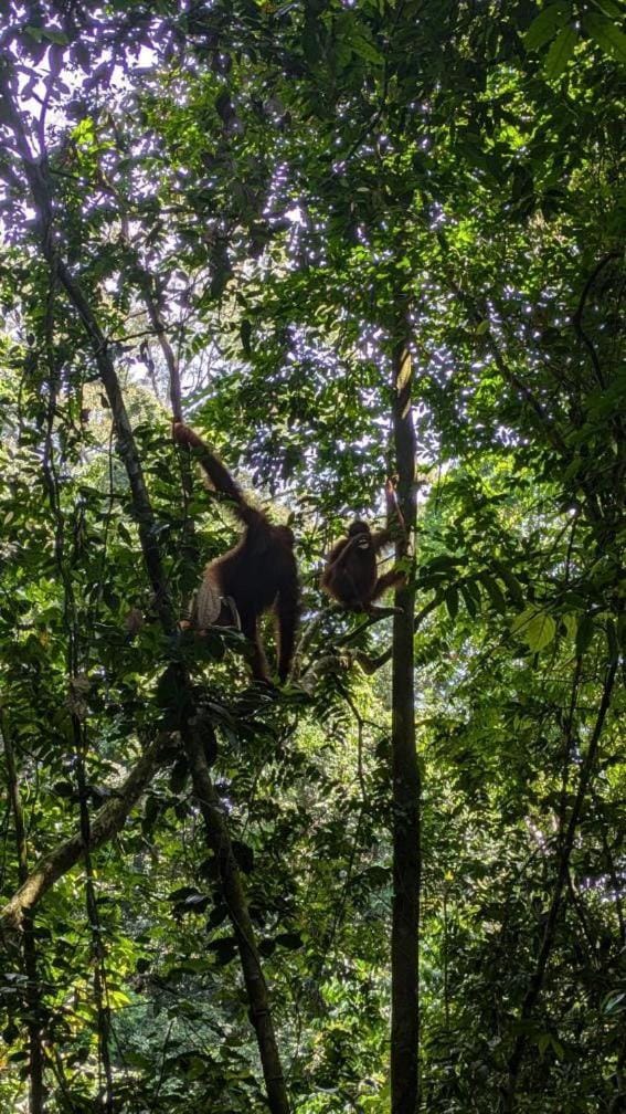 Batu Katak Jungle River & Trekking Inn in Indonesia