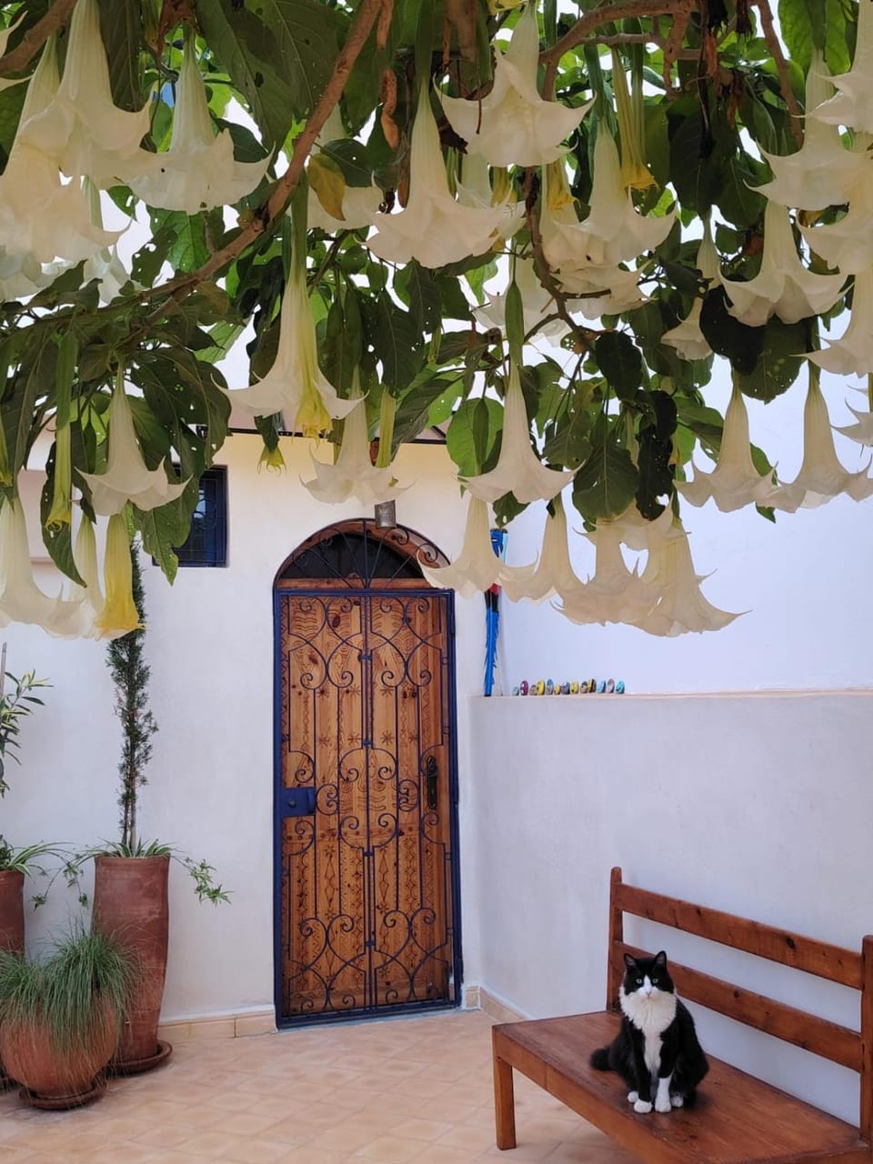 L'îlot Bed and Breakfast in Morocco