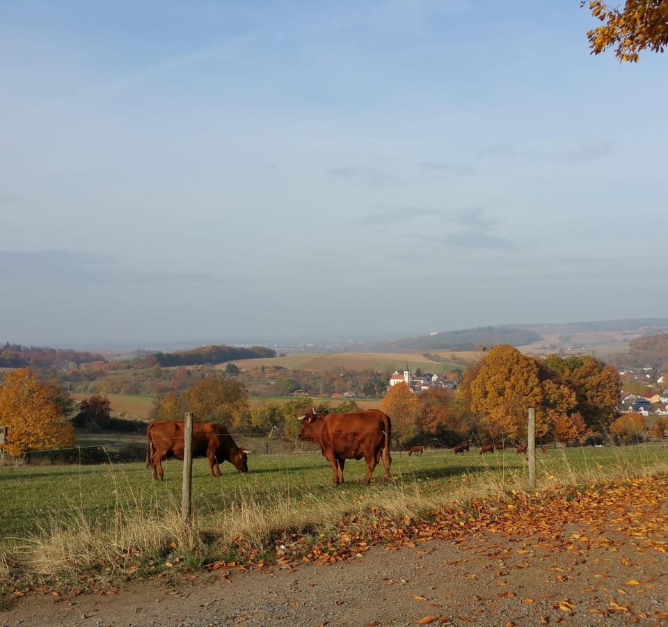 Natural landscape, Animals
