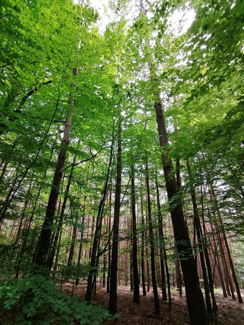 Natural landscape
