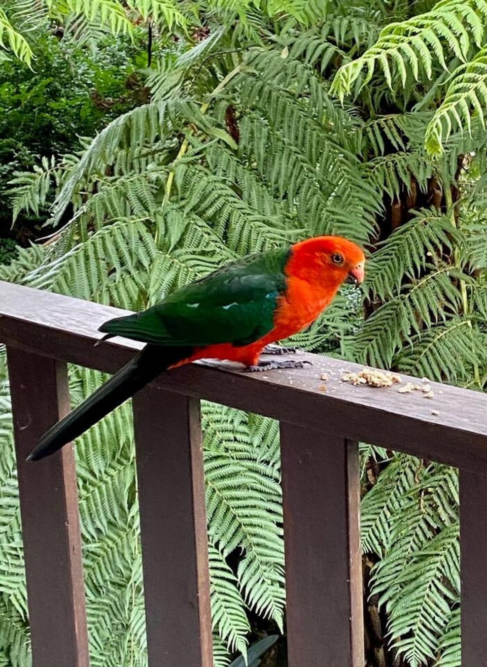 Harrys Lookout Family and Pet Friendly Home between Leura and Katoomba House in Katoomba