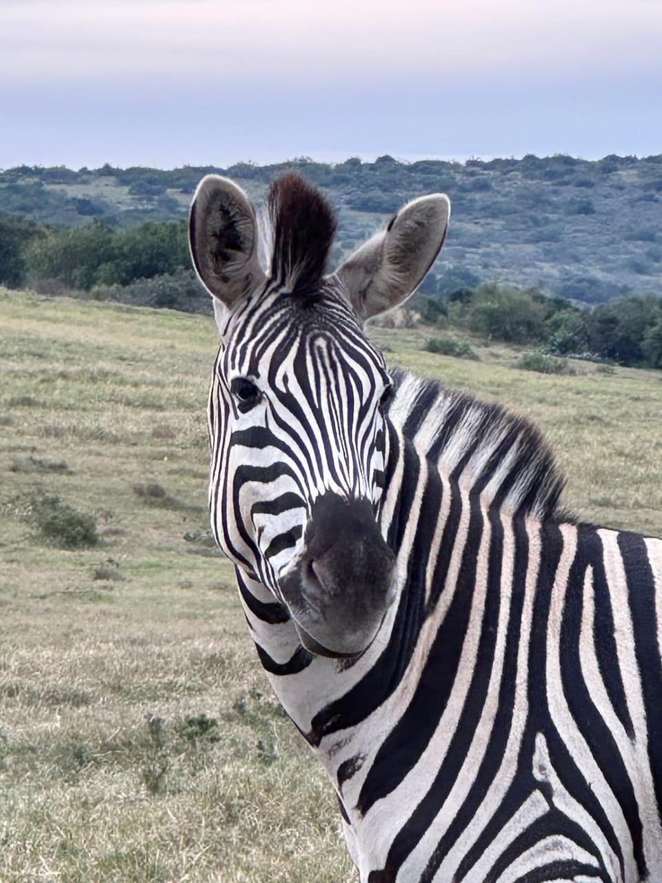 Animals