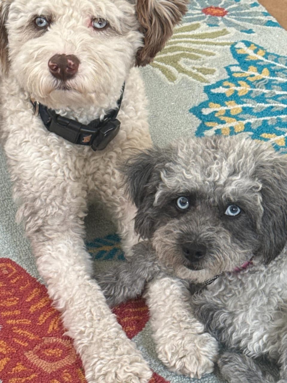 Pets