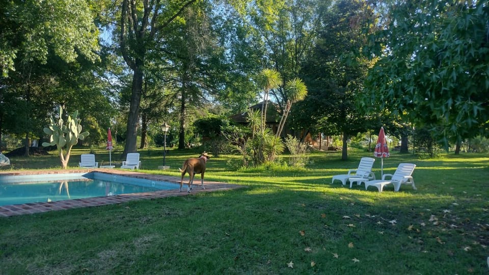 Day, Garden view, Swimming pool, sunbed