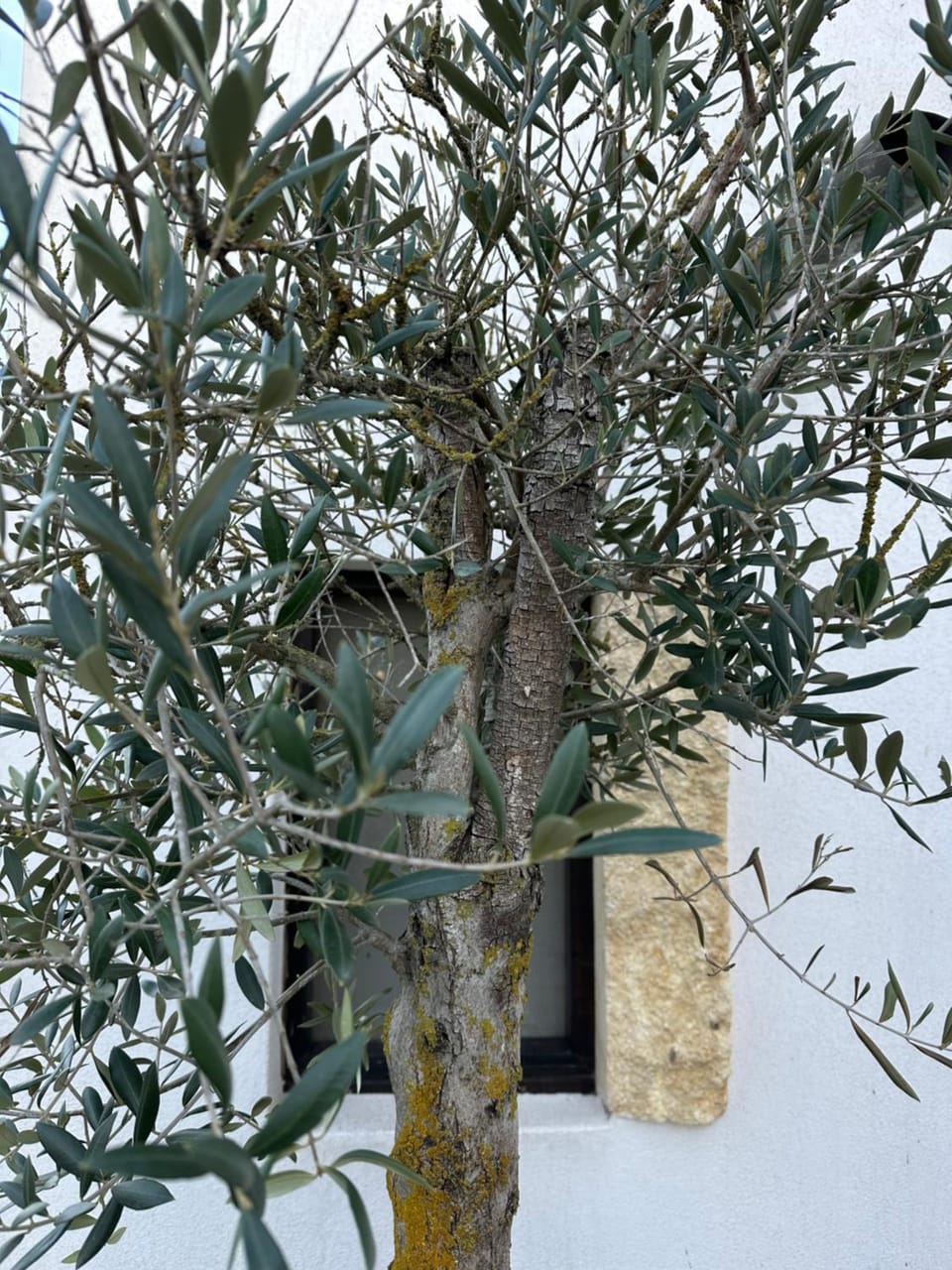 Spring, Day, Garden, View (from property/room), Garden view