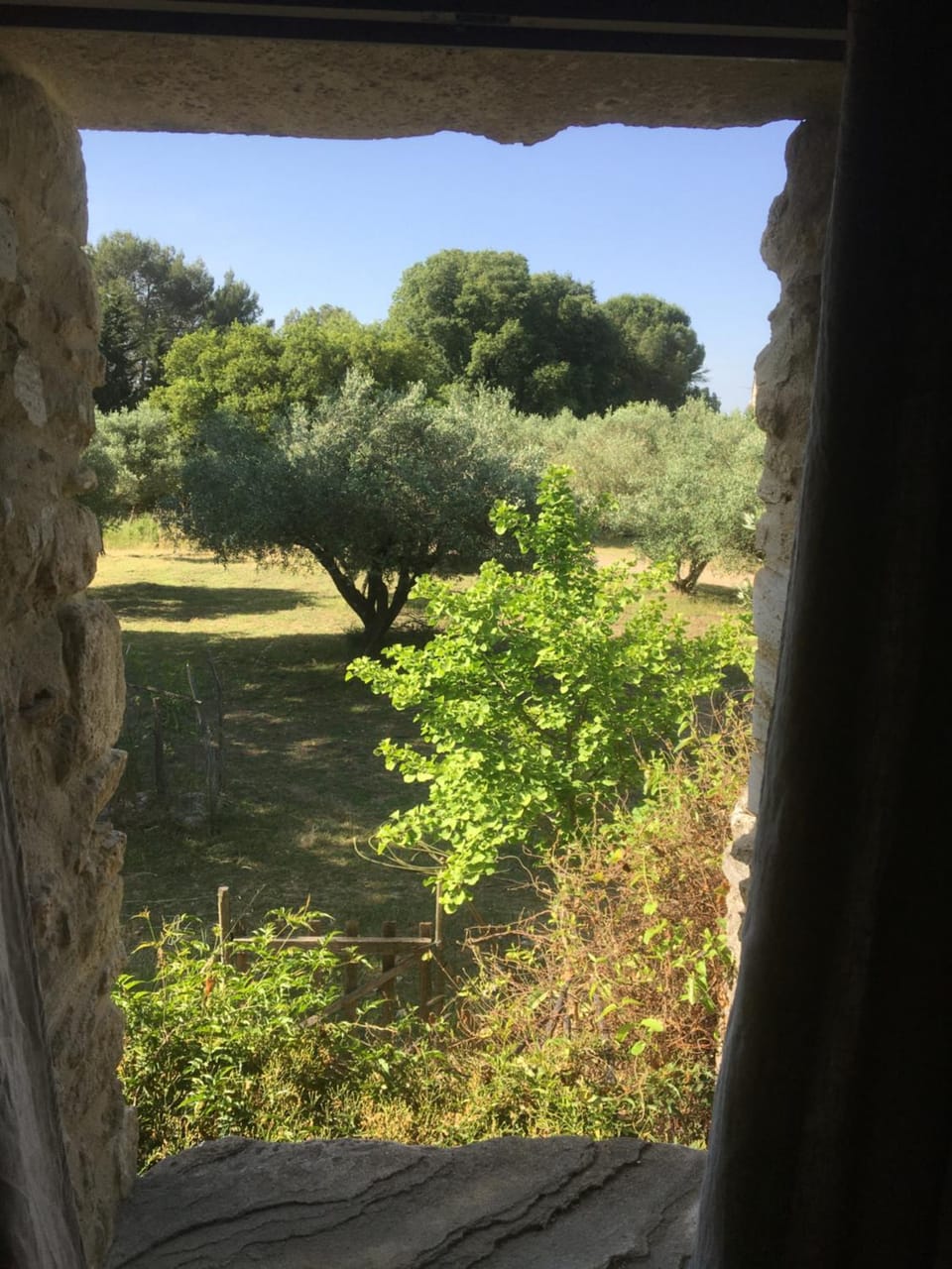 Garden view