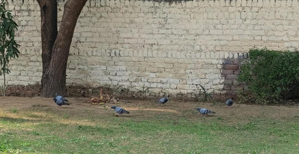 Nature Farm Stay with Lawn & Bonfire Near Dwarka Expy House in Gurugram