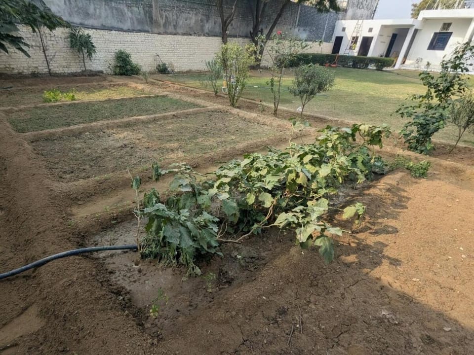 Garden
