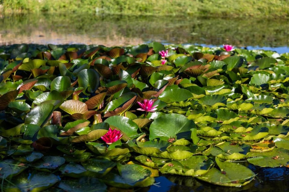 Lake view