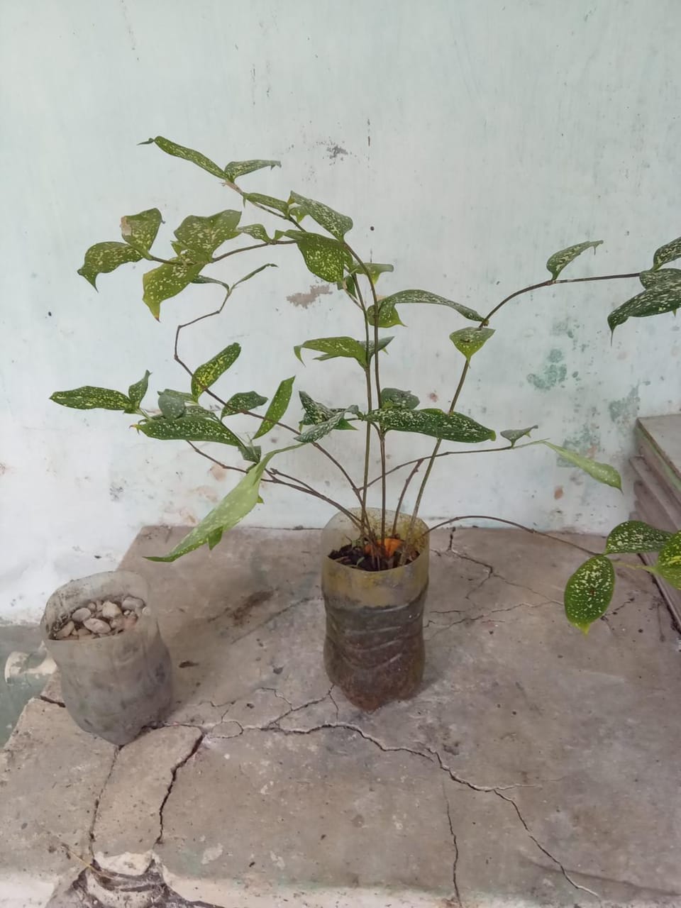 Cantinho Odivelense House in State of Pará
