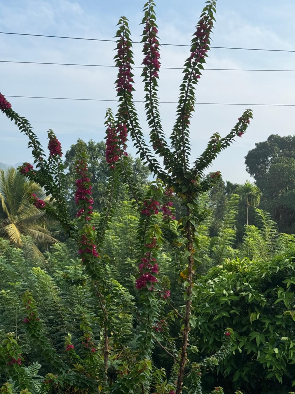 Schanigarten Bed and Breakfast in Southern Province