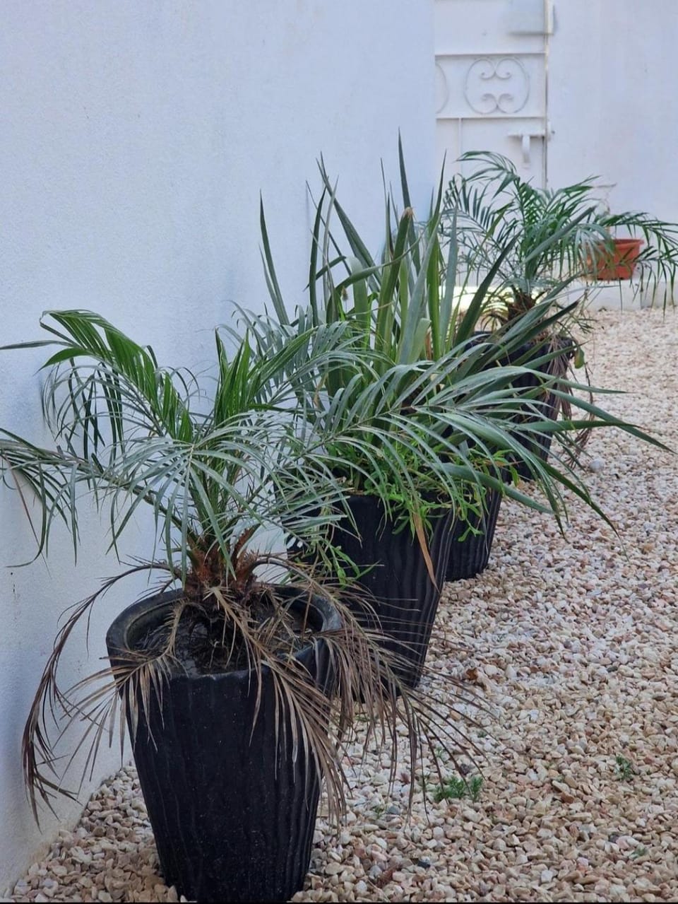 Patio, Garden, Garden view