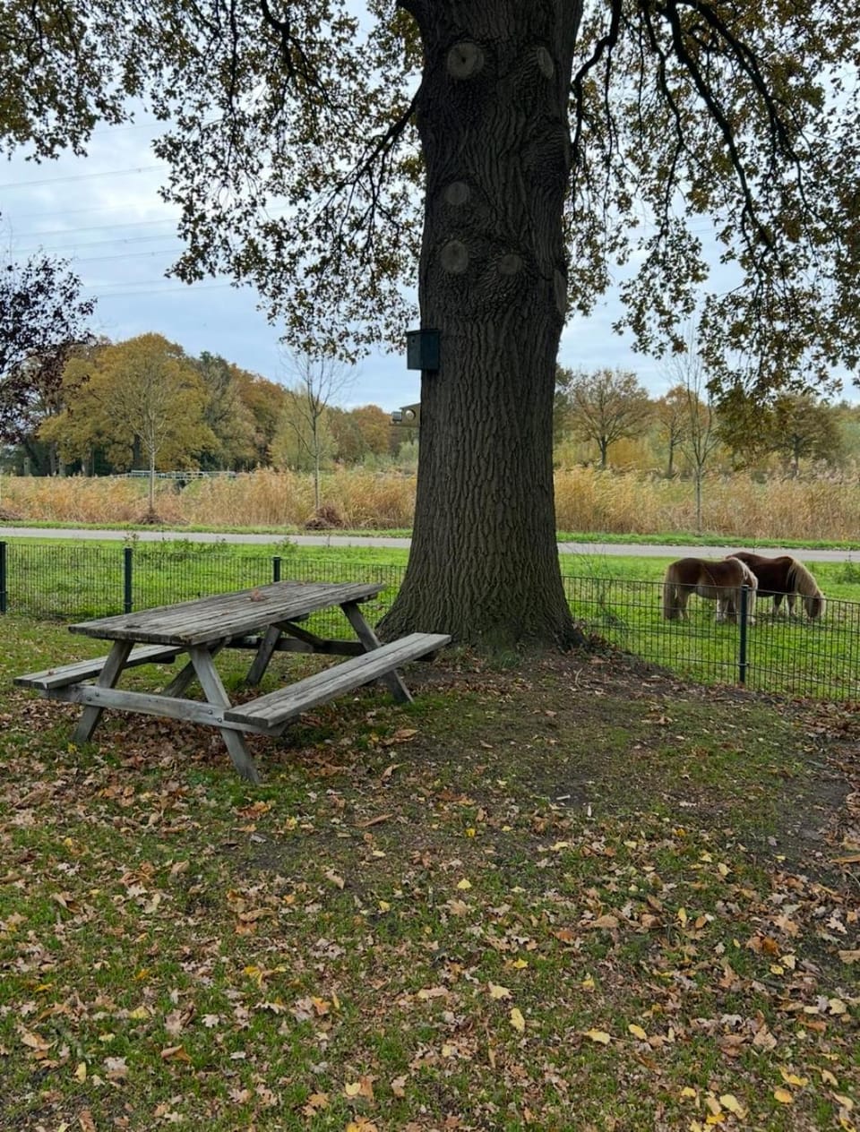 Natural landscape, Garden