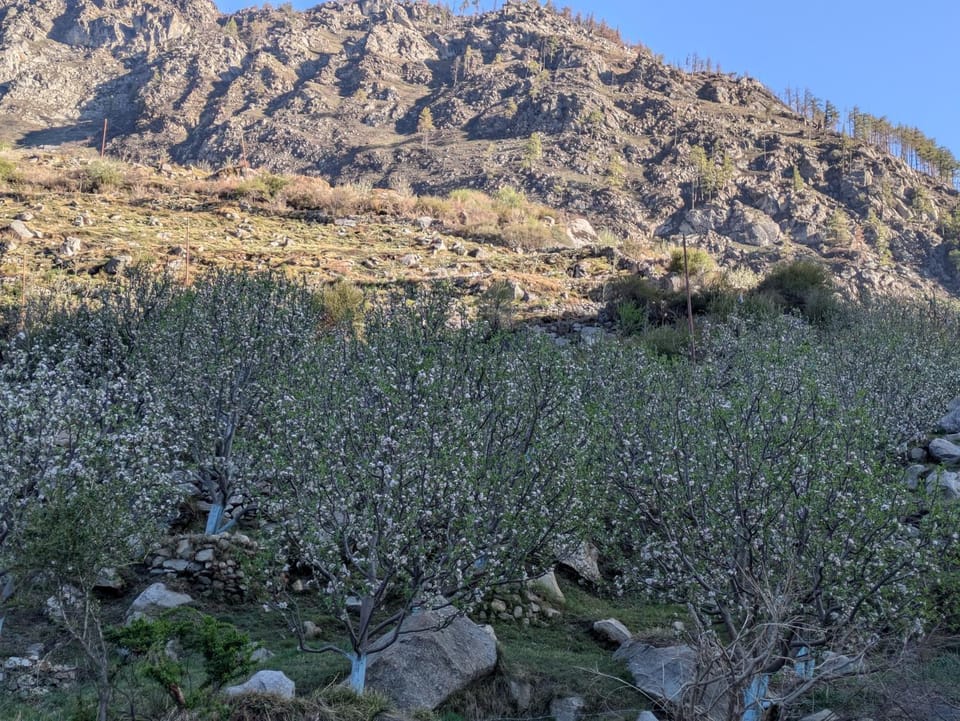 Prakriti Homestay Vacation rental in Uttarakhand