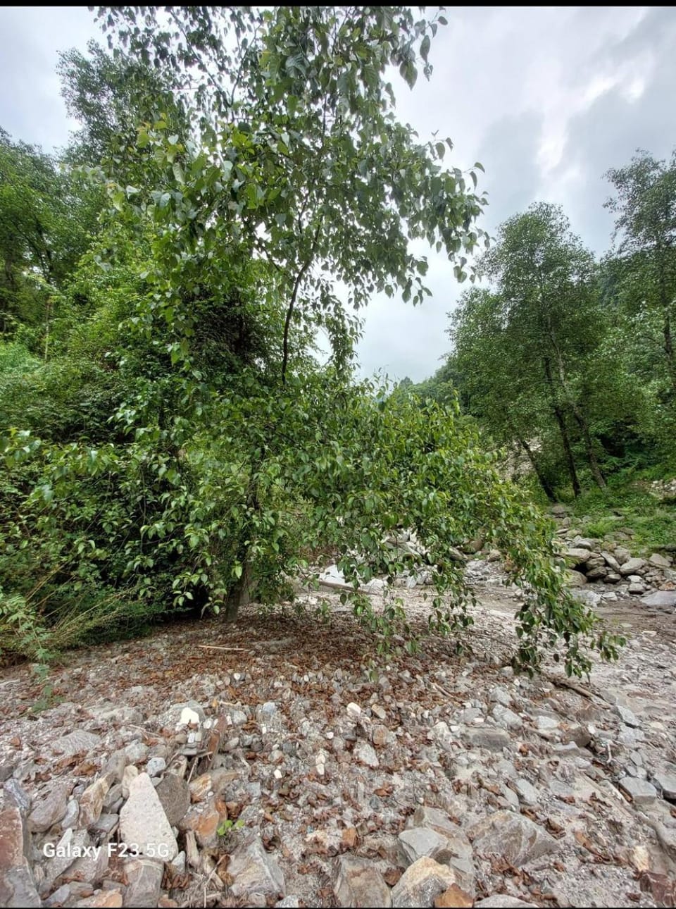 Swaranya Cabin wood cottage Cabin in Himachal Pradesh