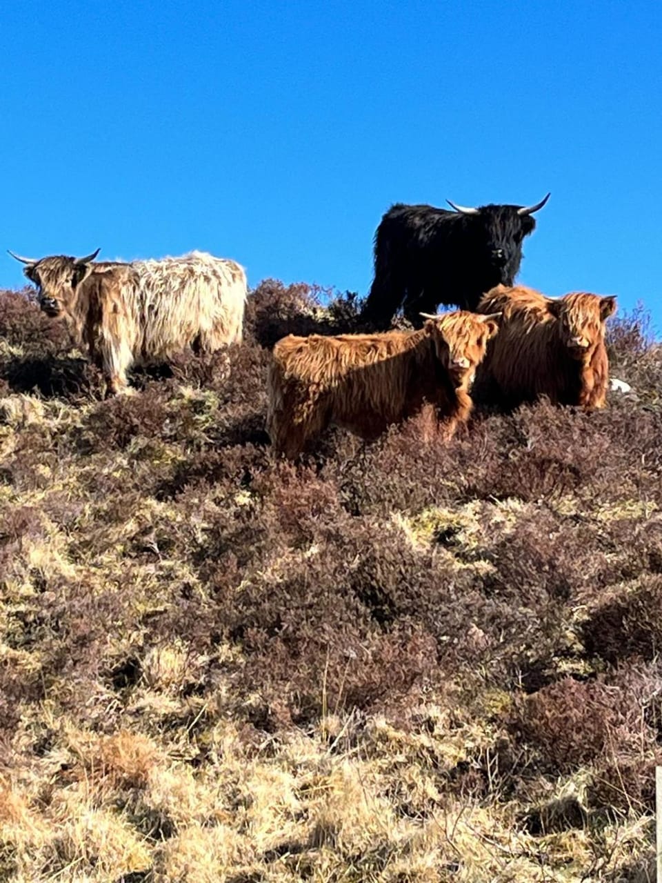 Animals