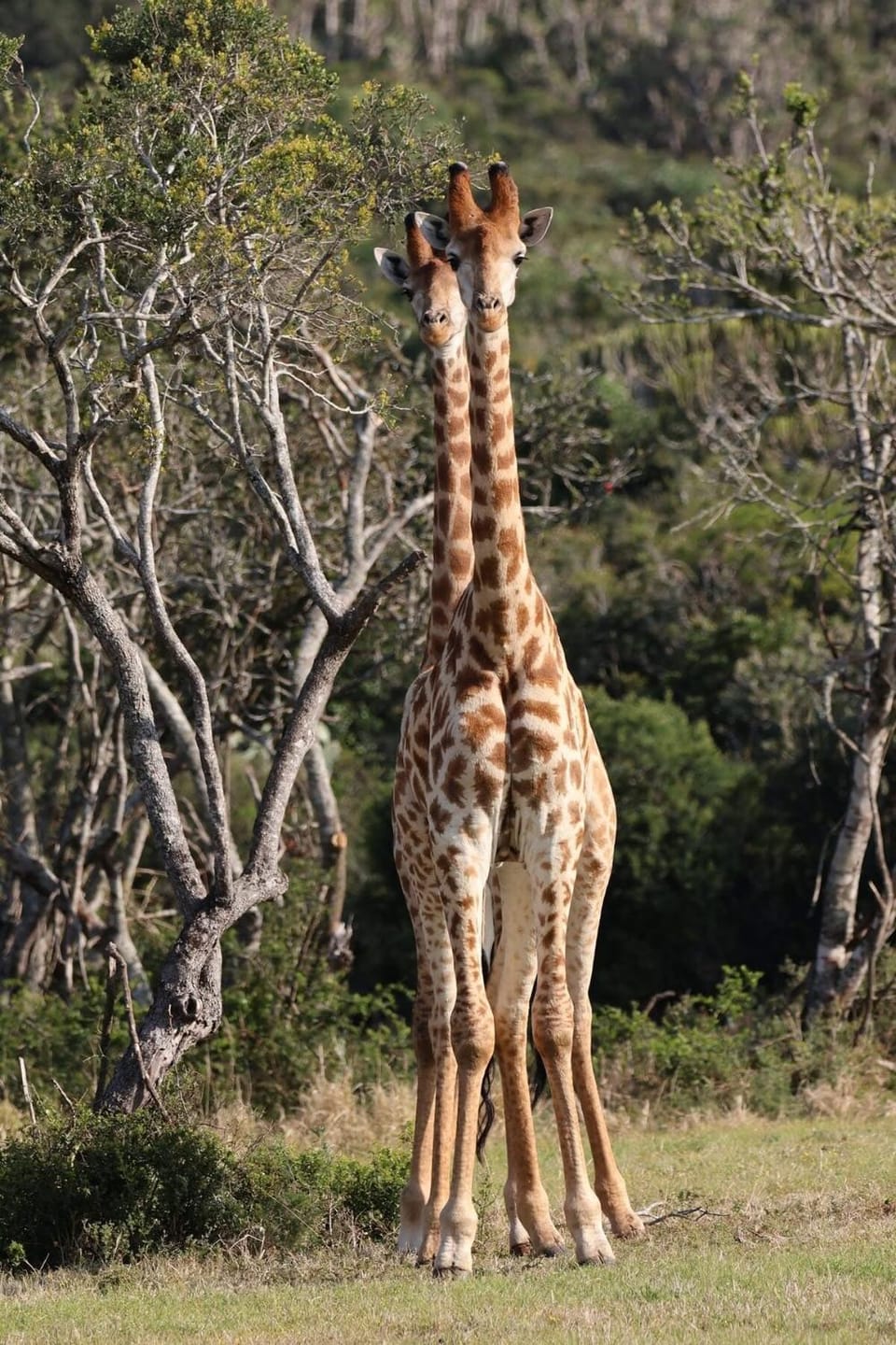 Forestview Luxury Farm Stay Apartment in Eastern Cape