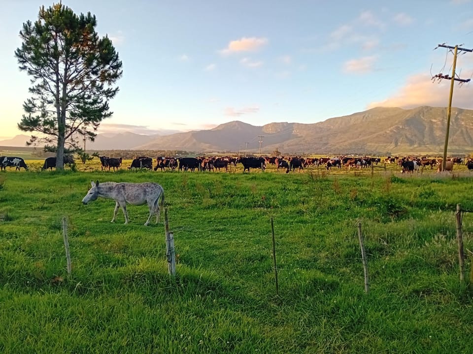 Tannenhof Camping Ground Campground/ 
RV Resort in Eastern Cape