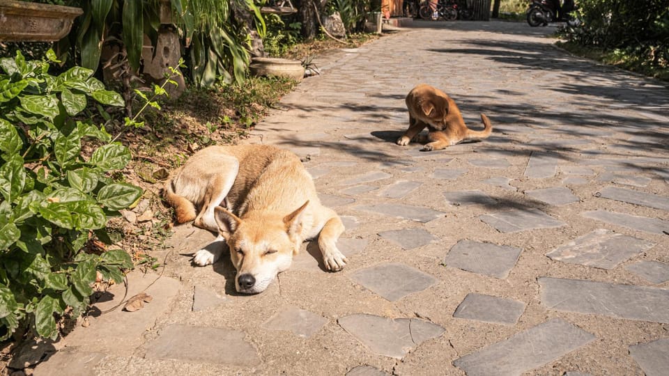 Day, Pets