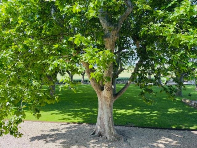 Day, Natural landscape, Garden, Garden view