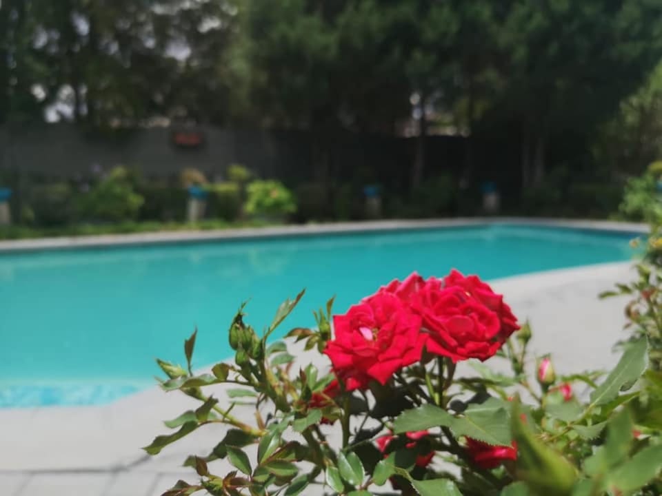 Garden, Garden view, Pool view, Swimming pool