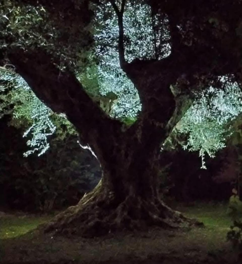 Night, Natural landscape, Garden, Garden view