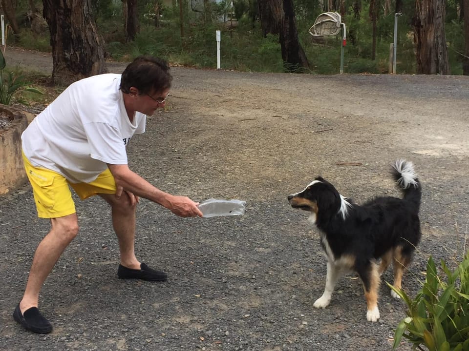 Pets