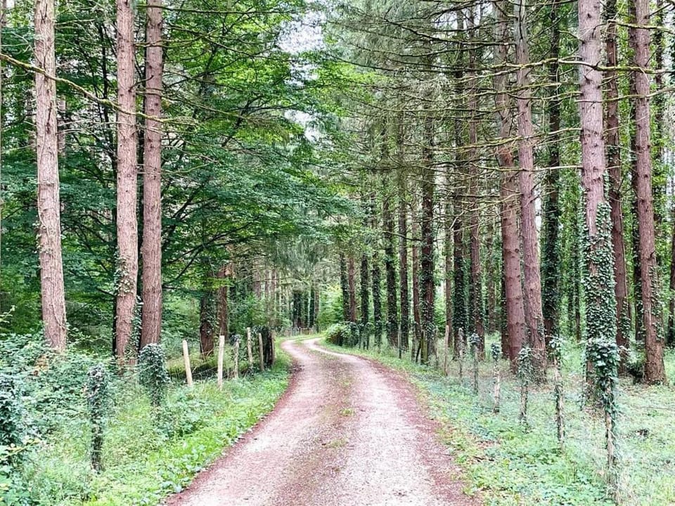 The Wooded Getaway - Entire House House in Centre-Val de Loire