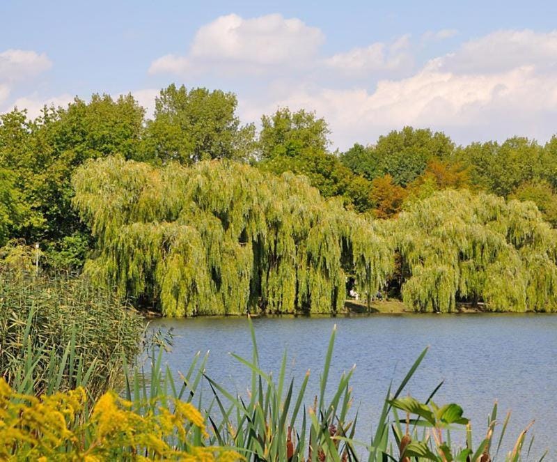 Pension am Park Bed and Breakfast in Thuringia, Germany