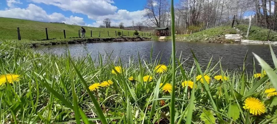 Lake view