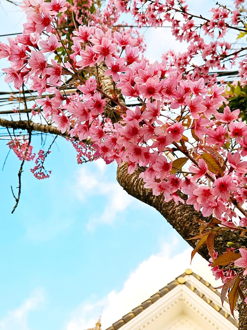 Spring, Day, Garden, Garden view