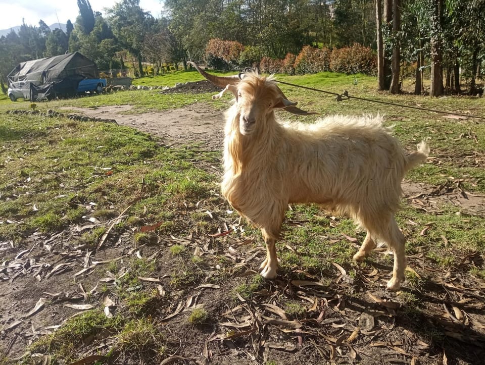 Granja Ecoturistica Altos de Santa Cecilia Vacation rental in Cundinamarca, Colombia