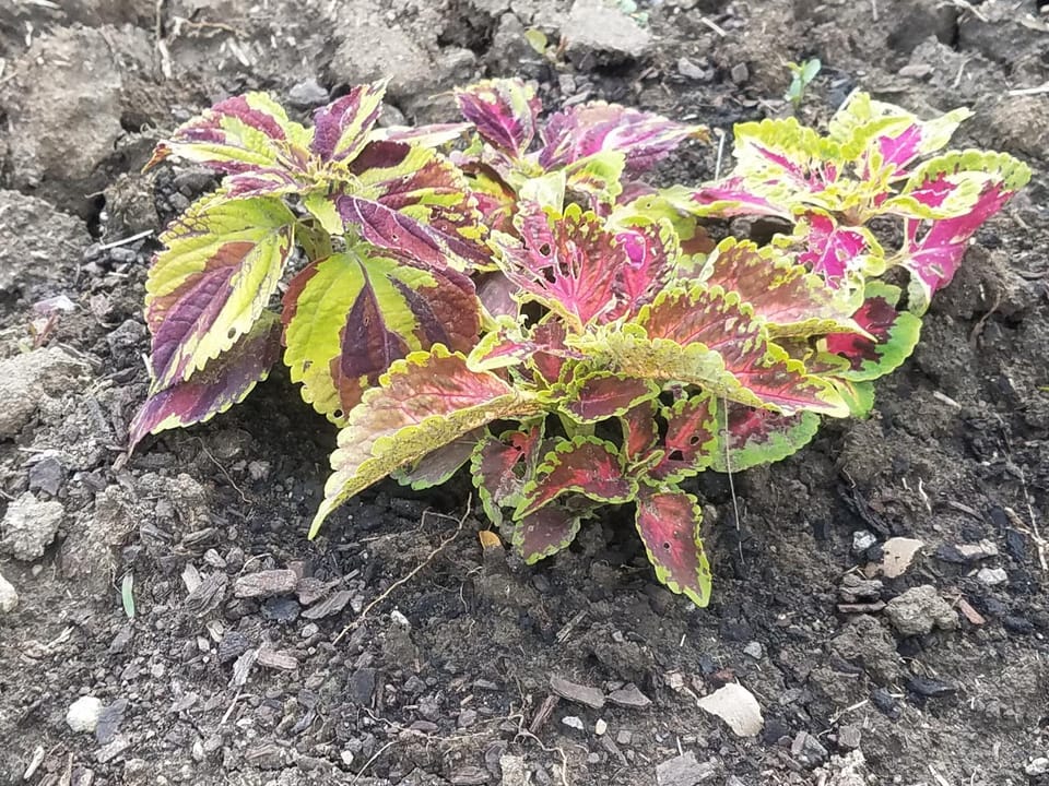 View (from property/room), Decorative detail