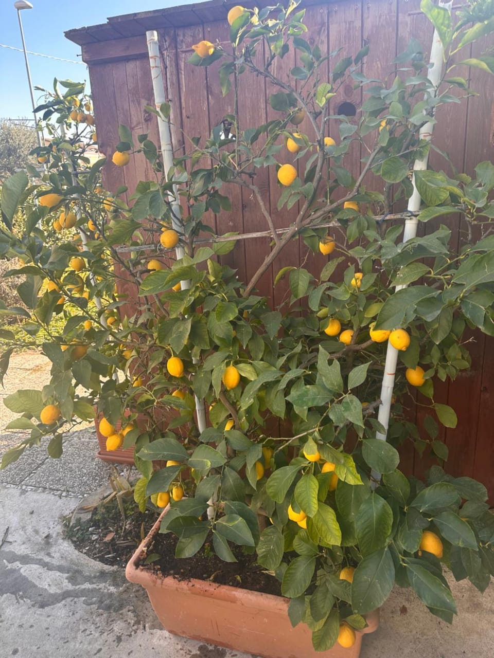 Lemon house Bed and Breakfast in Veneto