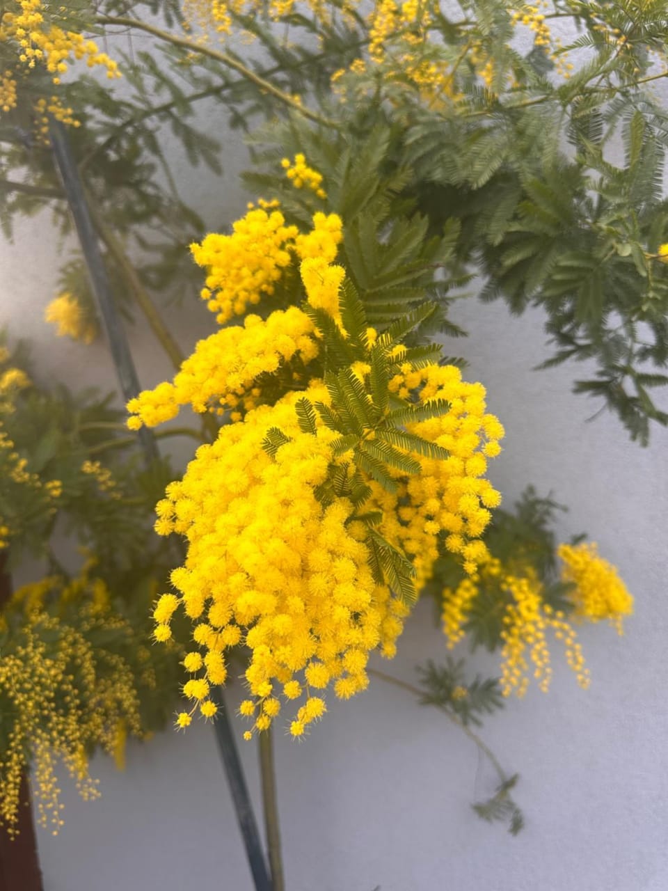 Lemon house Bed and Breakfast in Veneto