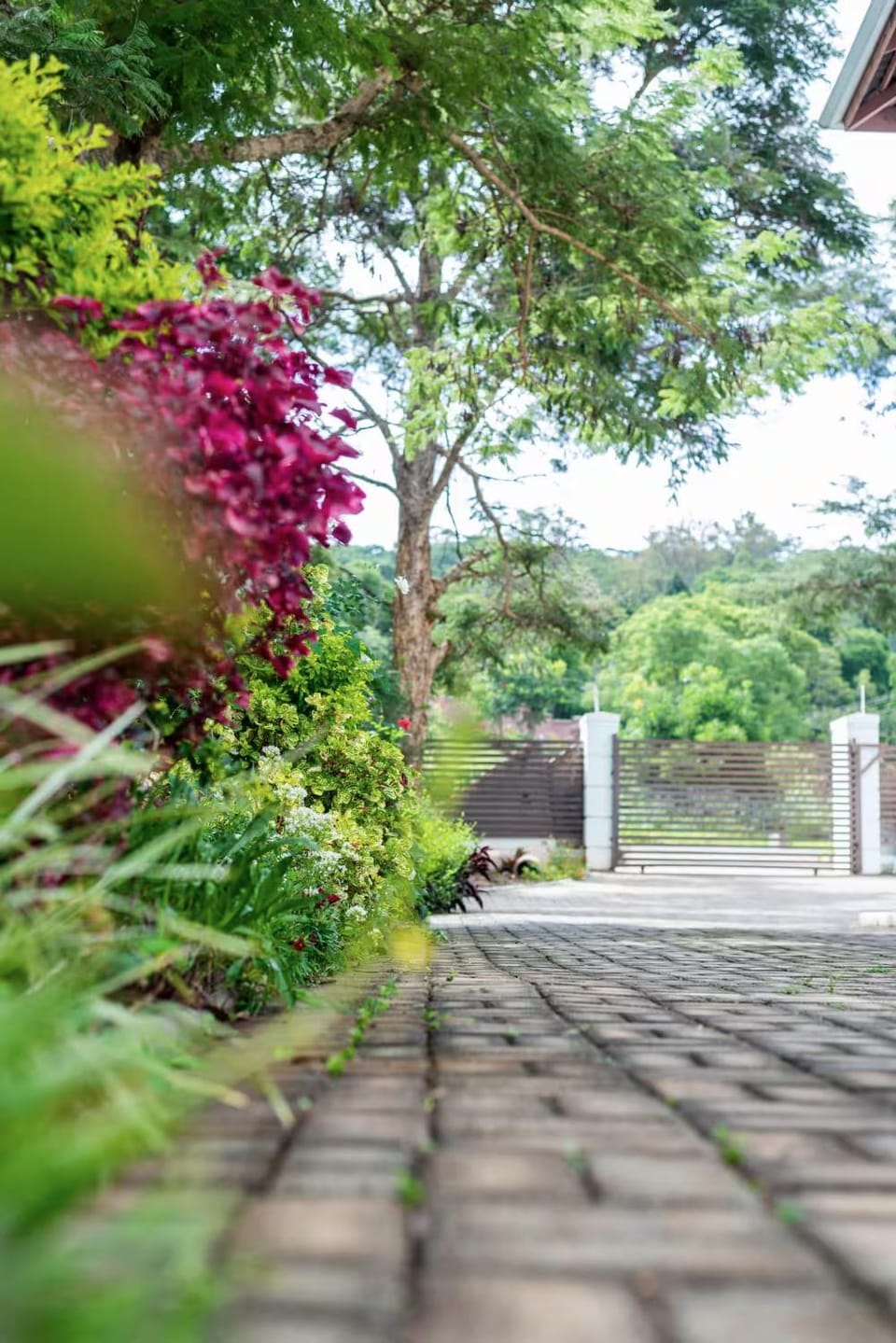 Garden, Garden, Garden view