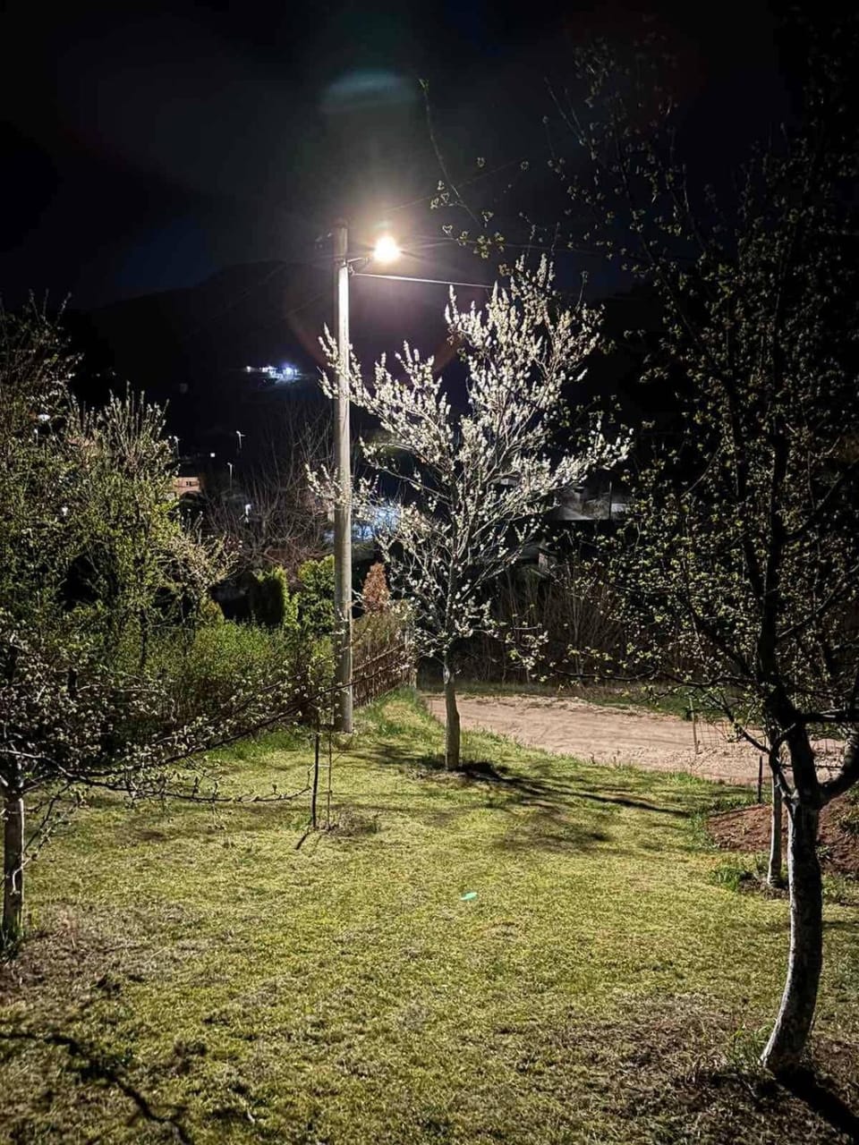 Night, Garden, Garden, Garden view