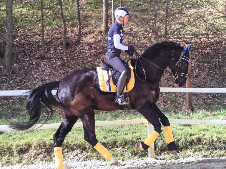 Horse-riding, Animals