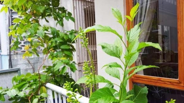 The Mr C home Apartment in Ho Chi Minh City