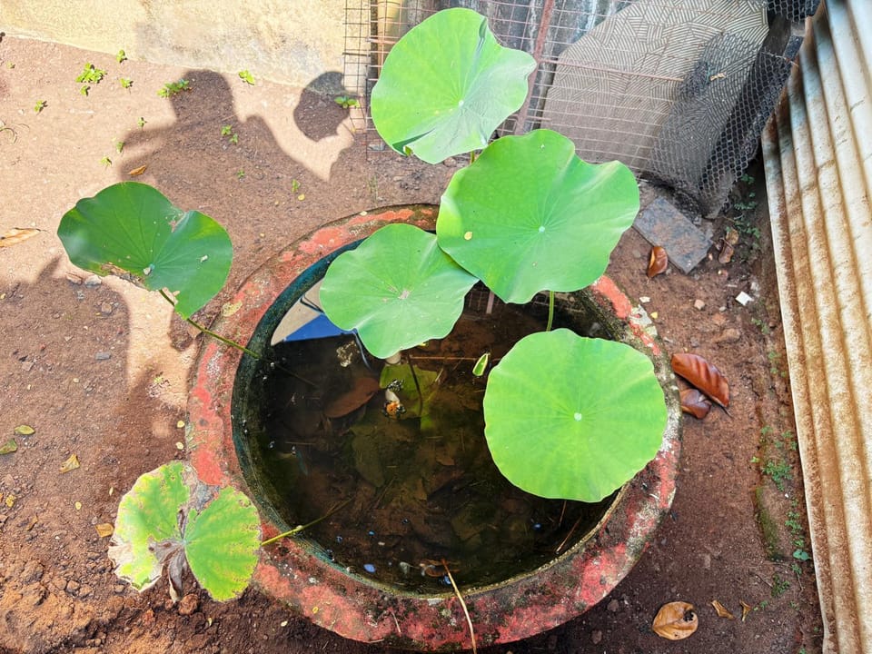 Garden, Garden view