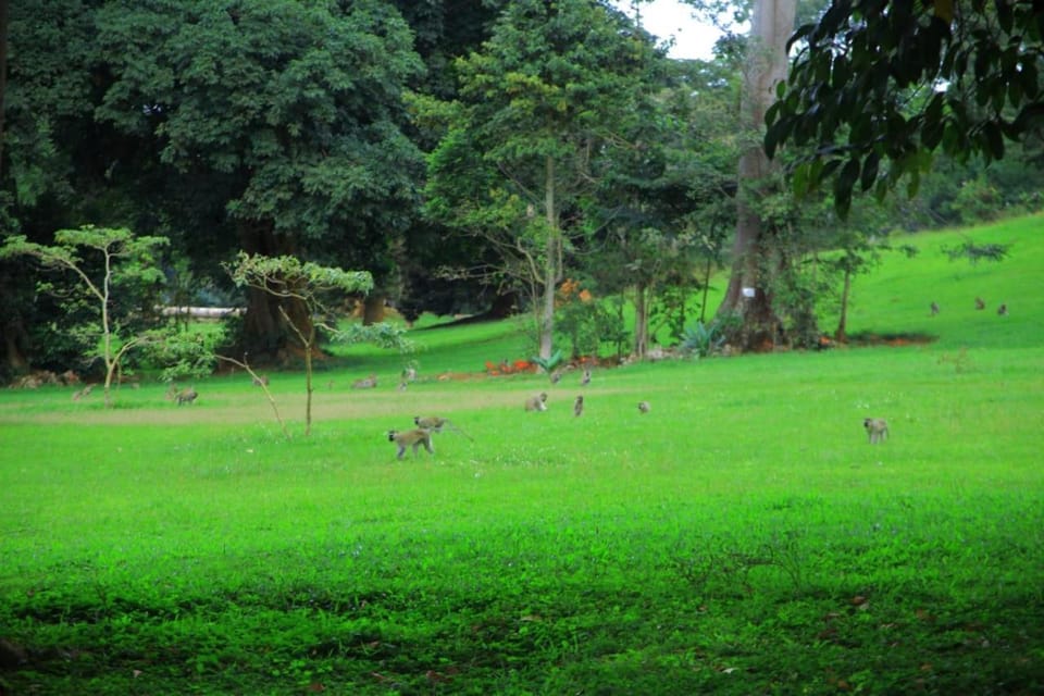Egg Botanical View Motel in Uganda