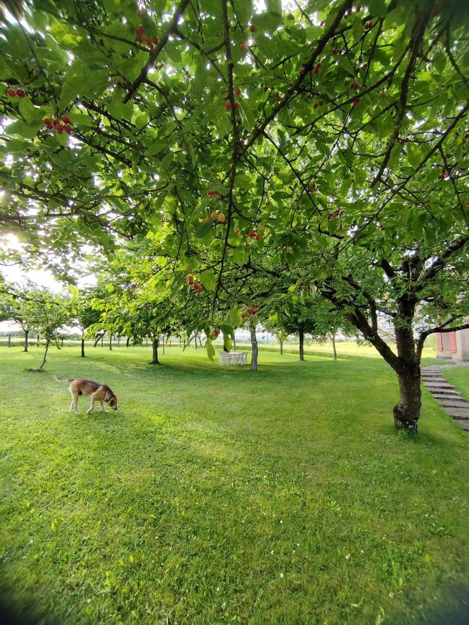 Garden view
