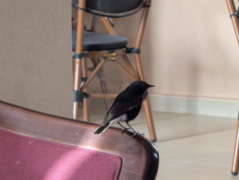 Wonder Bird Hotel Hotel in Egypt