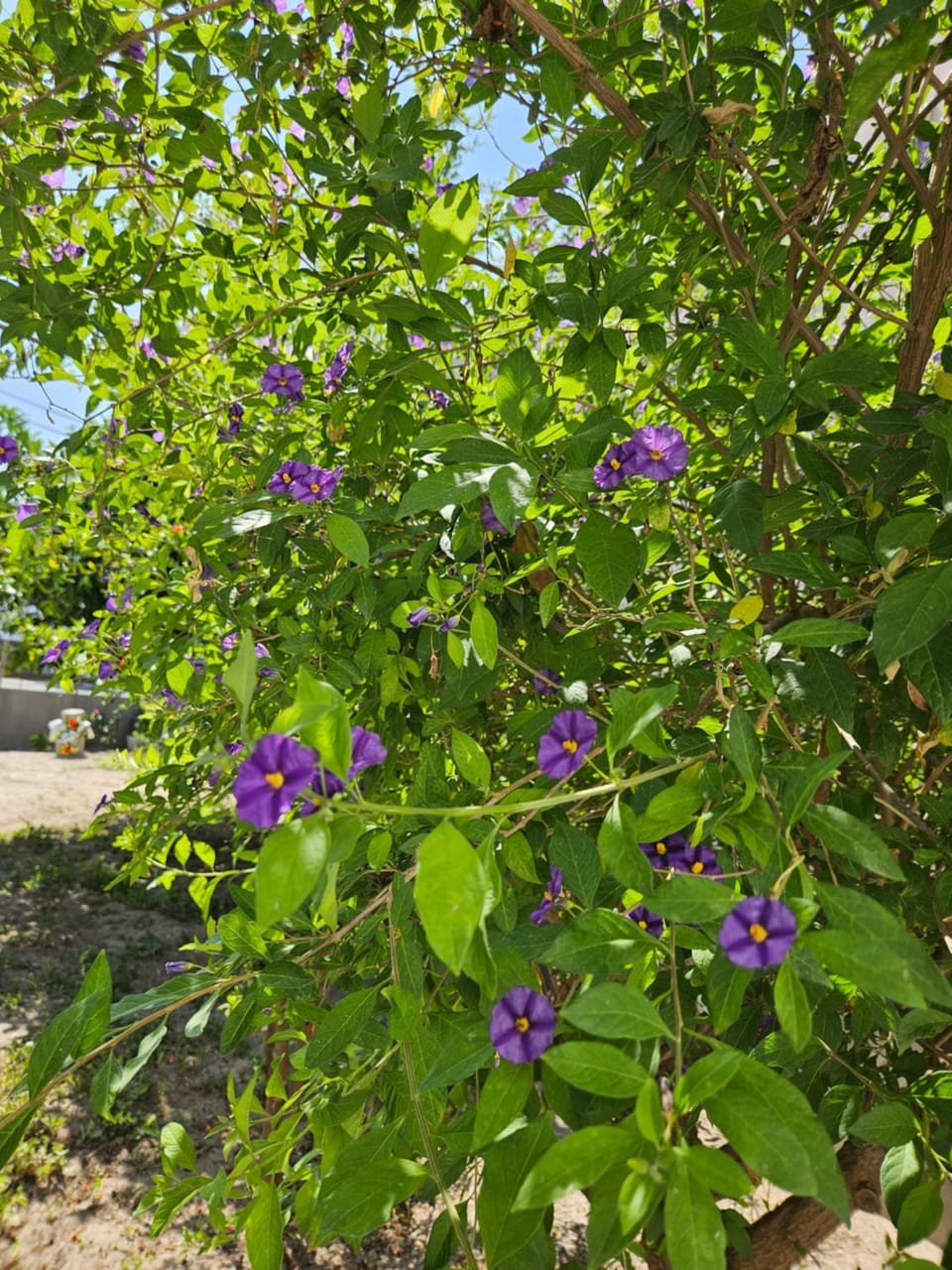 Pension Annoula Bed and Breakfast in Rhodes, Greece