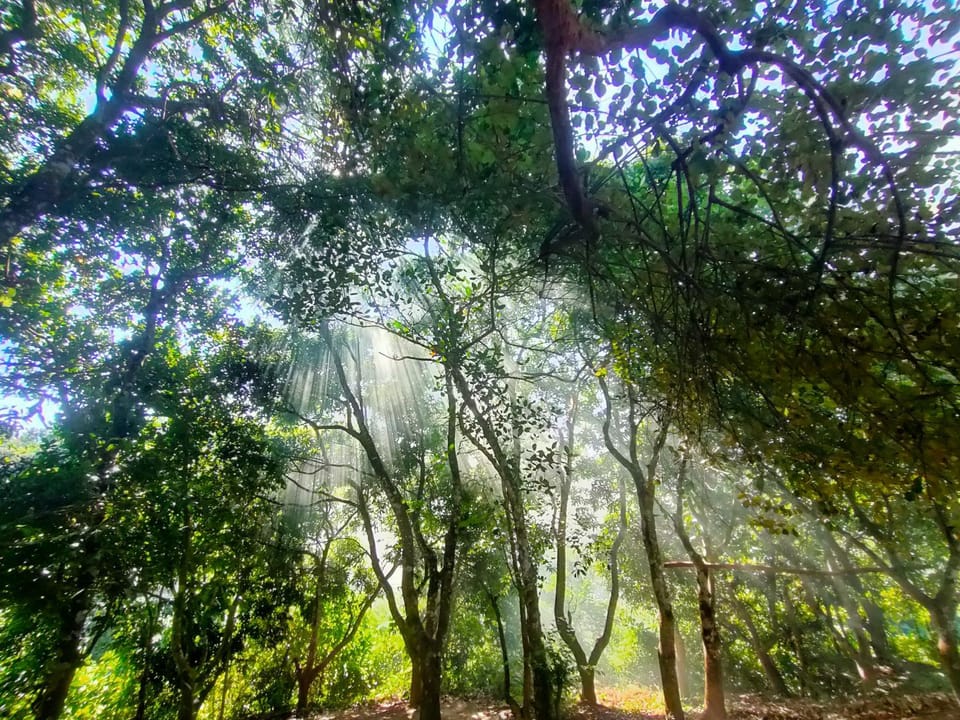 Dhupchaya Nature Retreat Resort in Bangladesh