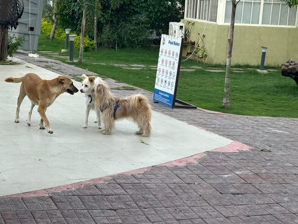 Pets