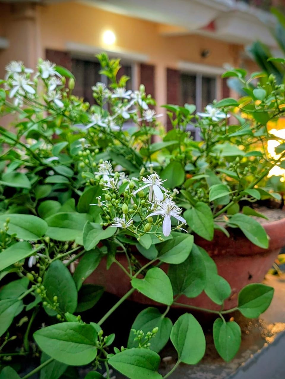 Spring, Day, Garden, Garden view