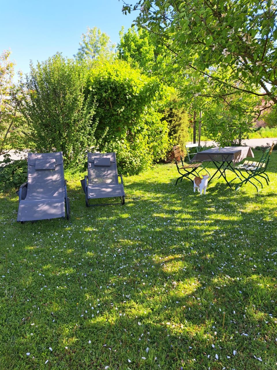 Garden, sunbed