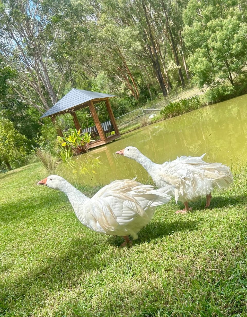 Natural landscape, Animals, Garden view